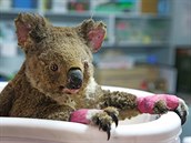 Zachránný koala medvídkovitý.