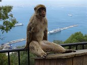 Gibraltar  roztomilí makakové v národním parku nad mstem, 2019.