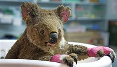 Zoo Praha vyhlásila sbírku na pomoc Austrálii. Lidé poslali již 13,5 milionu korun