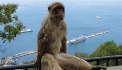 Pomsta opic. Tlupa makak vyhnala z domov obyvatele indickho msteka