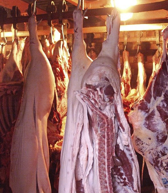 Vegetarián v údivu. Hlavního hrdinu Dotla�ilova románu zavede �ízení osudu...