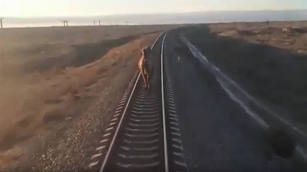 Vlak v jižním Rusku nabral hodinové zpoždění poté, co mu do cesty vstoupil...