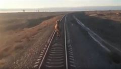 Vlak v jiním Rusku nabral hodinové zpodní poté, co mu do cesty vstoupil...