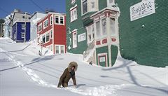 I cesta do obchodu se v kanadském Newfoundlandu m��e stát nep�ekonatelnou...