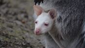 V plzeňské zoo se hnědé samici klokana narodilo bílé mládě