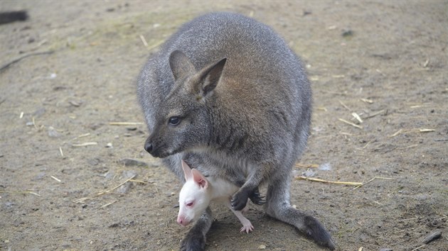 V plzeské zoo se hndé samici klokana narodilo bílé mlád