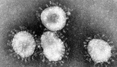 et vdci se podleli na vvoji testu prokazujcho koronavirus. O test projevil zjem i erven k