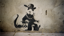 Krysa - jeden z klasickch motiv anonymnho streetartovho umlce Banksyho....