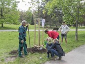 Od minulého roku roste v Praze 10 176 nových strom, vechny vysazené v rámci...