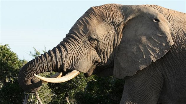 Slon - ilustrační foto