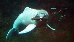 Delfínovci amazonští mohou skončit jako návnada pro sumce