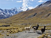 Bolivijské lamy a v pozadí Cerro Condoriri (5648 m), hora ve tvaru kondora...