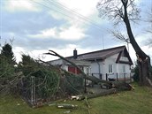 Na snímku je spadlý strom u obce Roudné na eskobudjovicku.
