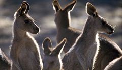 Klokaní ostrov (Kangaroo Island) se nachází pouhých 12 kilometr od pobeí...