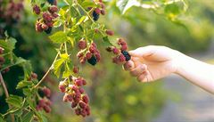 Bylinkov abeceda. Ostruink obsahuje minerln ltky i vitaminy a sniuje tlak