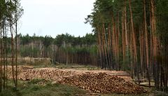 N�mecký soud pozastavil p�ípravu pozemku pro výstavbu první továrny amerického...