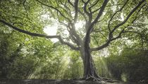 arodjn strom (Nizozemsko)