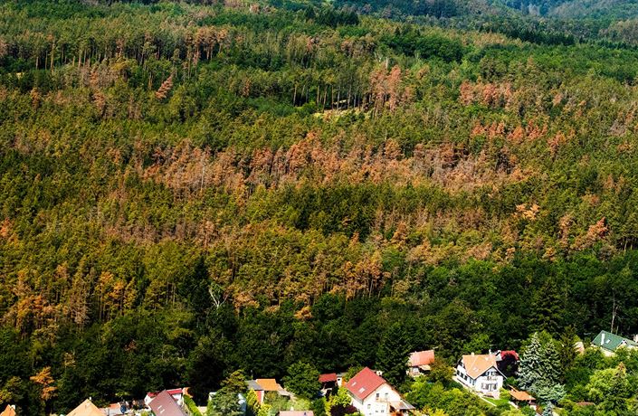 Les napadený k�rovcem u Mní�ku pod Brdy.