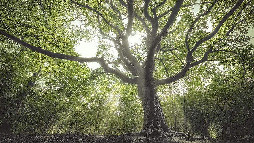 Čarodějný strom (Nizozemsko)