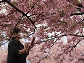 ena v rouce si fotí rozkvetlé sakury na festivalu kvtenství v Matsud...