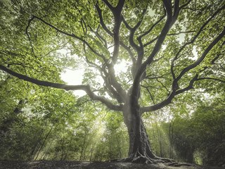 arodjn strom (Nizozemsko)
