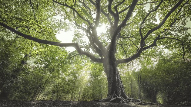 arodjný strom (Nizozemsko)