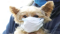 V Hongkongu kvli koronaviru poslaj do karantny i psy. Lid svm mazlkm navlkaj rouky