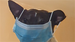 Mj pes je v bezpeí, komentoval jeden z uivatel na sociální síti Twitter.