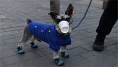 Na poadu dne je i improvizovaná ochrana.