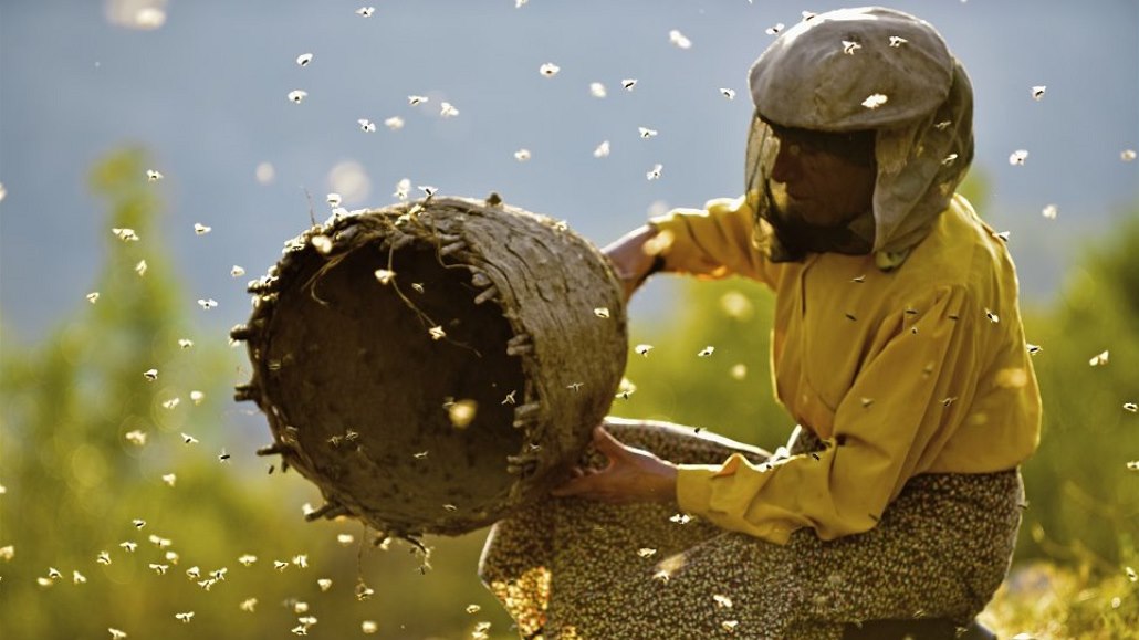 Hatidze to se včelami umí. Hrdinka makedonského dokumentu Země medu v akci.