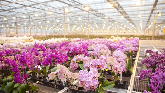 Orchidej (ilustraní foto)