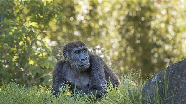 Šimpanz hornoguinejský je nejohroženějším poddruhem šimpanze. Žije v lesnatých...