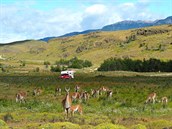 Divoké lamy Guanaco se lidí v NP Patagonie nebojí. Mete se mezi nimi bez...