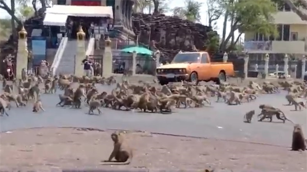 Válka opic v thaském turistickém letovisku Lopburi.