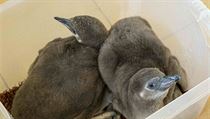 Mláďata tučňáků Humboldtových mají prozatím šedivé peří