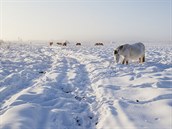 Odolní jakuttí kon u vesnice Tomtor v oblasti pólu chladu