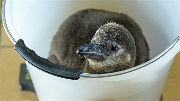 Malí tučňáci Humboldtovi přibývají úspěšně na váze