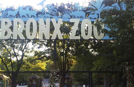 Tygr v zoologick zahrad v newyorskm Bronxu ml pozitivn test na ptomnost...