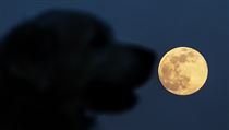 Astronomové jako superúplněk označují úplněk v době, kdy je Měsíc na své...