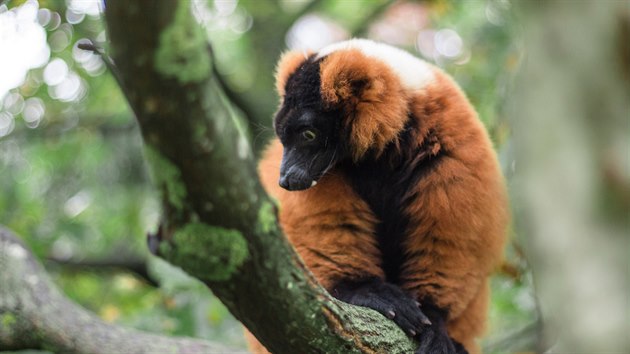 Lemur vari červený