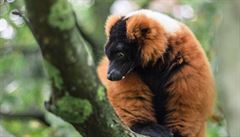Lemur vari ervený