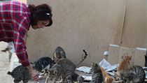 Žena v Egyptě krmí toulavé kočky.