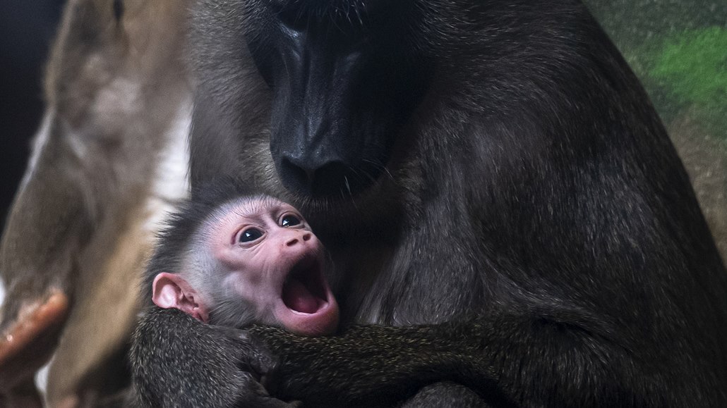 V ZOO Dvr Králové na Trutnovsku se narodilo mlád vzácného drila ernolícího...