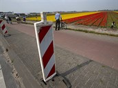Úady v Nizozemsku blokují pístup k rozkvétajícím tulipánovým polím, aby se...