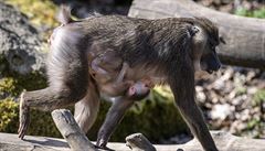 V ZOO Dv�r Králové na Trutnovsku se narodilo mlád� vzácného drila �ernolícího...