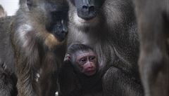 Dvorská zoo chovnou skupinu t�chto primát� získala v roce 2015 z frankfurtské...
