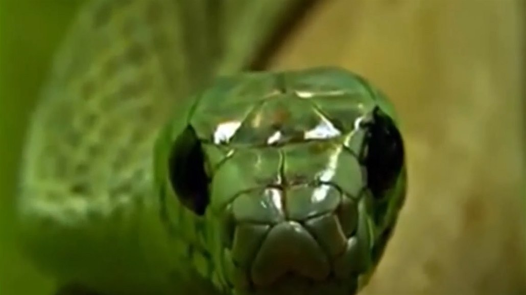Nový druh hada pojmenovaný po Salazaru Zmijozelovi.