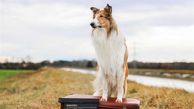 Snímek Lassie se vrací (2020).