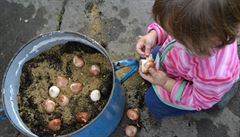 K jaru pat�í cibule