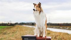 Snímek Lassie se vrací (2020).